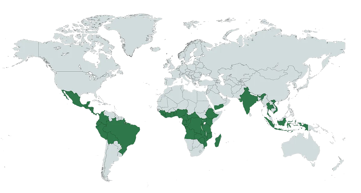 Image of Coffee Region World Map - Coffee Belt